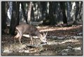 JMS chevreuil dans le bois
